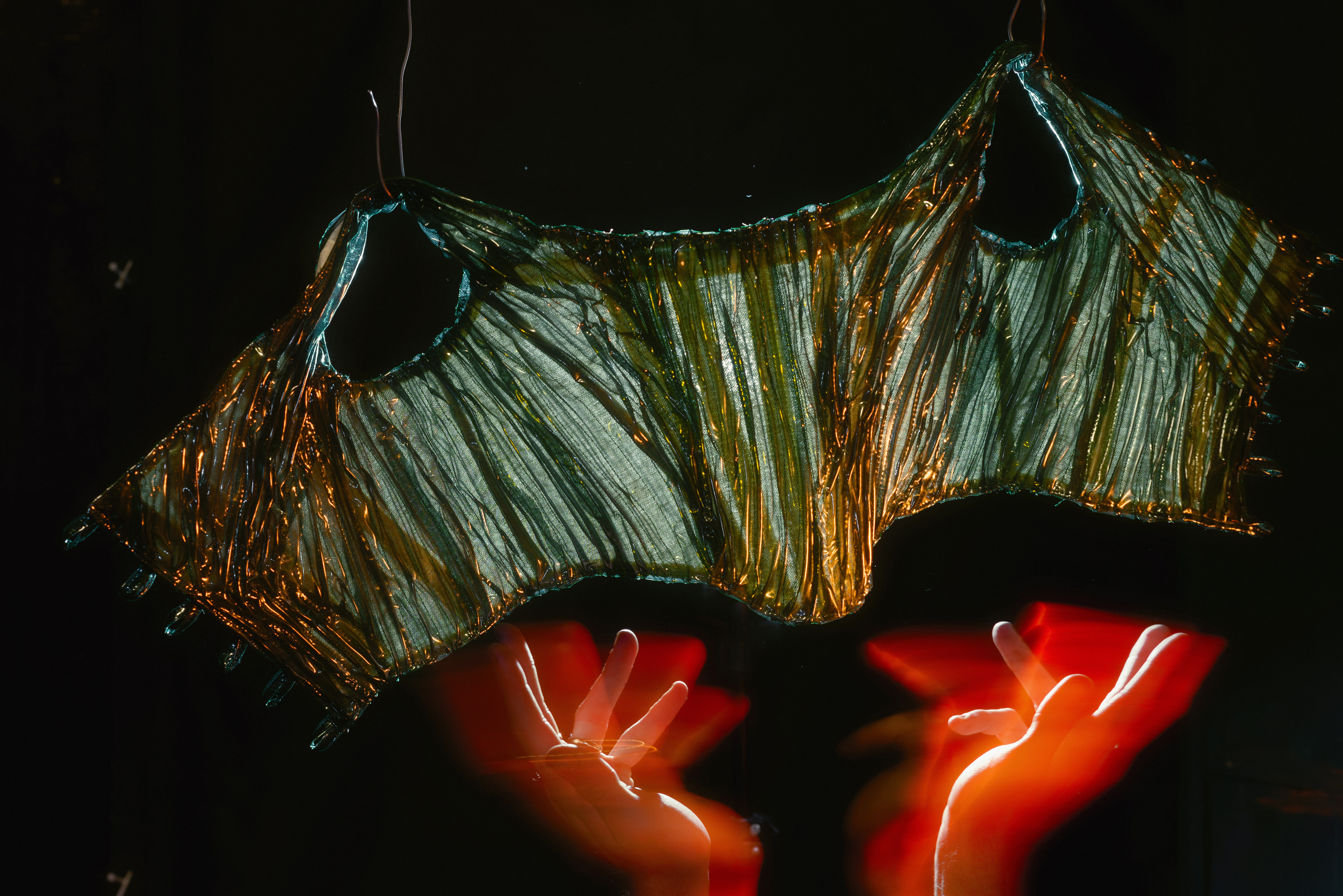 Bajo la piel del bosque – El Cardenal